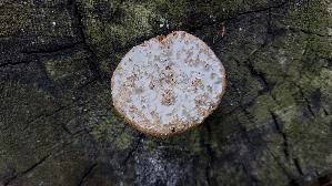 Schuppiger-Saegeblaettling_Neolentinus-lepideus_20260819_162052.jpg