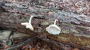Schuppiger-Saegeblaettling_Neolentinus-lepideus_20260820_153253.jpg