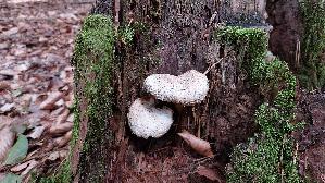 Schuppiger-Saegeblaettling_Neolentinus-lepideus_20260824_132045.jpg