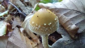 Schuppiger-Traeuschling_Leratiomyces-squamosus_20260830_101508.jpg