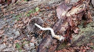 Schuppiger-Traeuschling_Leratiomyces-squamosus_20260830_101735.jpg