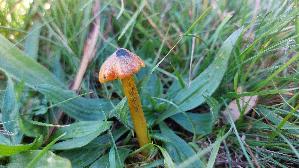 Schwaerzender-Saftling_Hygrocybe-nigrescens_20251018_123556.jpg