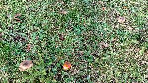 Schwaerzender-Saftling_Hygrocybe-nigrescens_20251018_130249.jpg