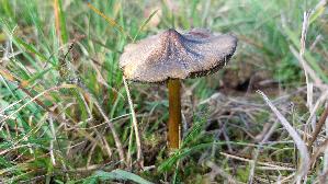 Schwaerzender-Saftling_Hygrocybe-nigrescens_20251018_130348.jpg