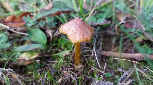 Schwaerzender-Saftling_Hygrocybe-nigrescens_20251018_130607.jpg
