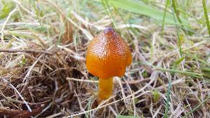 Schwaerzender-Saftling_Hygrocybe-nigrescens_20251018_132339.jpg