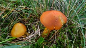 Schwaerzender-Saftling_Hygrocybe-nigrescens_20251018_144041.jpg