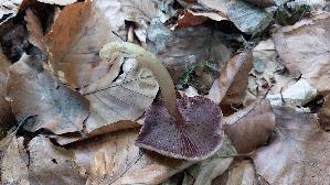 Schwarzgezaehnelter-Rettichhelmling_Mycena-pelianthina_20260616_171806.jpg