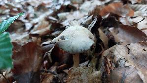 Schwarzgezaehnelter-Rettichhelmling_Mycena-pelianthina_20260616_172132.jpg