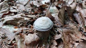 Schwarzgezaehnelter-Rettichhelmling_Mycena-pelianthina_20260616_172407.jpg