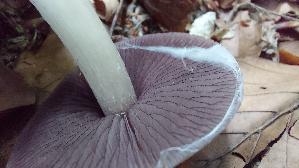 Schwarzgezaehnelter-Rettichhelmling_Mycena-pelianthina_20260616_172741.jpg