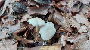Schwarzgezaehnelter-Rettichhelmling_Mycena-pelianthina_20260616_173009.jpg