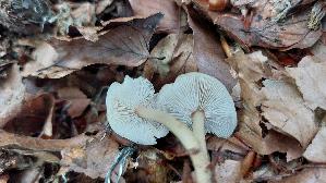 Schwarzgezaehnelter-Rettichhelmling_Mycena-pelianthina_20260616_173031.jpg
