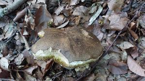Schwarzhuetiger-Steinpilz_Boletus-aereus_20250810_083928.jpg