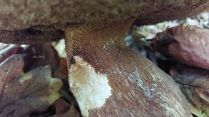 Schwarzhuetiger-Steinpilz_Boletus-aereus_20250810_103456.jpg