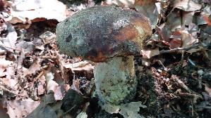 Schwarzhuetiger-Steinpilz_Boletus-aereus_20250810_104856.jpg