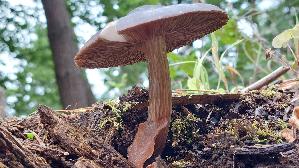 Schwarzschneidiger-Dachpilz_Pluteus-nigrofloccosus_20260831_115914.jpg