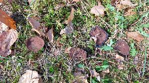 Schwarzweisse-Scheibenlorchel_Gyromitra-melaleuca_20260414_160613.jpg