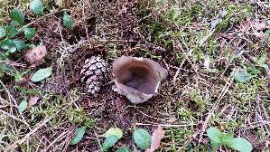 Schwarzweisser-Rippenbecherling_Helvella-leucomelaena_20260413_163135.jpg