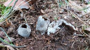 Schwarzweisser-Rippenbecherling_Helvella-leucomelaena_20260413_164300.jpg