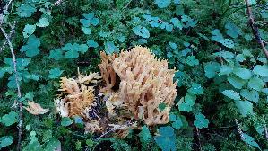 Schwefelgelbe-Koralle_Ramaria-flava_20250904_104225.jpg