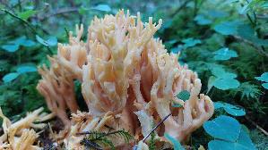 Schwefelgelbe-Koralle_Ramaria-flava_20250904_104234.jpg