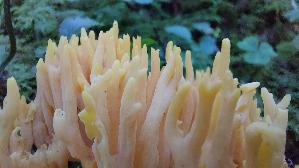 Schwefelgelbe-Koralle_Ramaria-flava_20250904_104306.jpg
