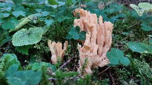Schwefelgelbe-Koralle_Ramaria-flava_20250908_101302.jpg