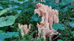 Schwefelgelbe-Koralle_Ramaria-flava_20250908_101318.jpg