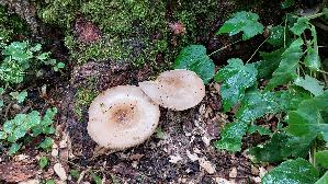Seidiger-Dachpilz_Pluteus-petasatus_20260612_145938.jpg