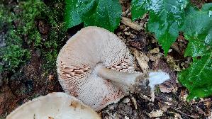 Seidiger-Dachpilz_Pluteus-petasatus_20260612_150035.jpg