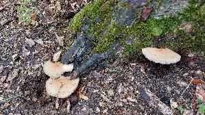 Seidiger-Dachpilz_Pluteus-petasatus_20260612_150217.jpg