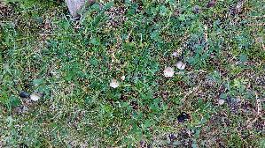 Seidiger-Ris--spilz_Inocybe-geophylla_20250906_130351.jpg
