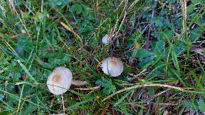 Seidiger-Ris--spilz_Inocybe-geophylla_20250906_130406.jpg