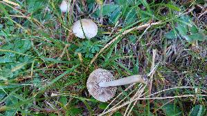 Seidiger-Ris--spilz_Inocybe-geophylla_20250906_130420.jpg