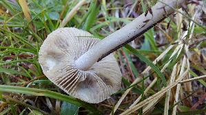 Seidiger-Ris--spilz_Inocybe-geophylla_20250906_130435.jpg