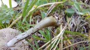 Seidiger-Ris--spilz_Inocybe-geophylla_20250906_130444.jpg