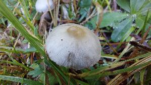 Seidiger-Ris--spilz_Inocybe-geophylla_20250906_130503.jpg