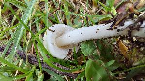 Seidiger-Ris--spilz_Inocybe-geophylla_20260917_102939.jpg