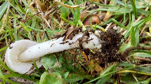 Seidiger-Ris--spilz_Inocybe-geophylla_20260917_102944.jpg