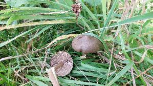Seidiger-Roetling_Entoloma-sericeum_20250907_155959.jpg
