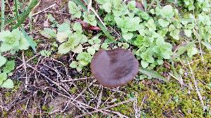 Seidiger-Roetling_Entoloma-sericeum_20251117_133712.jpg