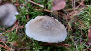 Seifenritterling_Tricholoma-saponaceum_20251011_120409.jpg