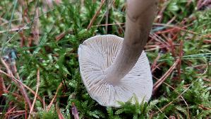 Seifenritterling_Tricholoma-saponaceum_20251011_120416.jpg