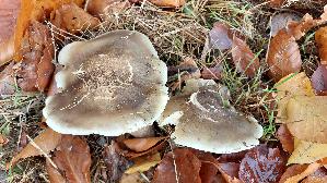 Seifenritterling_Tricholoma-saponaceum_20251031_111441.jpg
