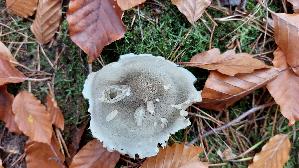 Seifenritterling_Tricholoma-saponaceum_20251111_125810.jpg