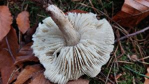 Seifenritterling_Tricholoma-saponaceum_20251111_125820.jpg