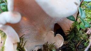 Semmelporling_Albatrellus-confluens_20260919_100204.jpg