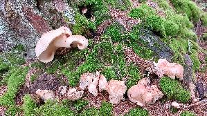 Semmelporling_Albatrellus-confluens_20260919_102017.jpg