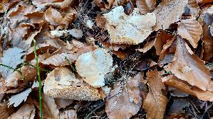 Semmelstoppelpilz_Hydnum-repandum_20241214_131515.jpg